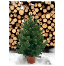 215N/70/G Ялинка Traditional лита 70см в горщику зелена нова